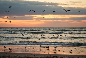 Poster - seagulls at sunset
