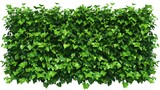 
A dense green hedge wall with vibrant leaves, perfectly isolated on a white transparent background, displaying rich textures and natural details. 