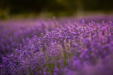 Wall Mural - Field of lavender in the sunset light. Background with golden light. Purple lavender.