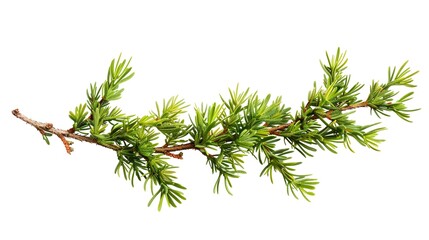 Canvas Print - Fresh Green Juniper Branch Isolated on White. Perfect for Christmas, Nature, and Design Projects