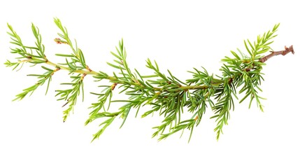 Wall Mural - Fresh Green Juniper Branch Isolated on White. Aromatic Evergreen Sprig for Design or Background