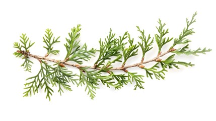 Canvas Print - Fresh Green Cedar Branch Isolated on White Background. Evergreen Coniferous Tree Sprig for Christmas, Holiday, and Nature Designs.