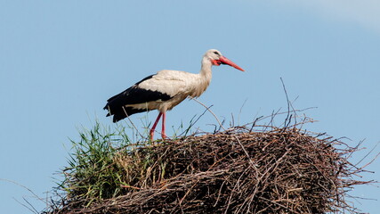 Poster - white stork in the nest