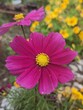 © Pamela - deep purple dazzler cosmos flower floral summer blooming bloom