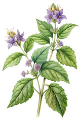 Patchouli isolated on transparent background, old botanical illustration. PNG