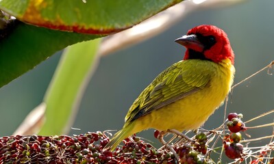 red and green parrot