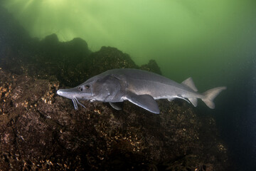 Poster - Sturgeon is feeding in the lake. Siberian sturgeon in the deepwater. Prehistoric fish with long body in dark water. 