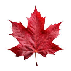 closeup of a vibrant red maple leaf isolated on a white or transparent background, showcasing beauti