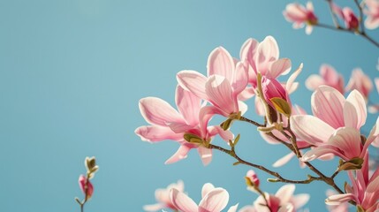 Wall Mural - Beautiful close up of pink magnolia blossoms against a clear blue sky Spring floral background with space for text
