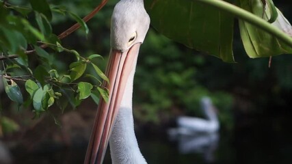 4K recording
Great white pelican (Pelecanus onocrotalus). Pelecanus onocrotalus - resting on a dead tree above the water.