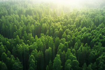 Aerial view of a taiga biome landscape of a huge green forest, displayed in a stunning wallpaper with significant copy-space, perfect for those planning travel