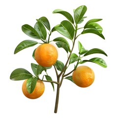 Wall Mural - Citrus sinensis isolated white background