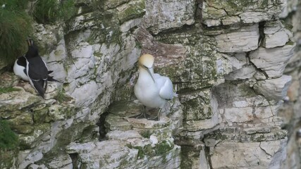 Sticker - Northern Gannet, Morus bassanus, birds on cliffs, Bempton Cliffs, North Yorkshire, England	