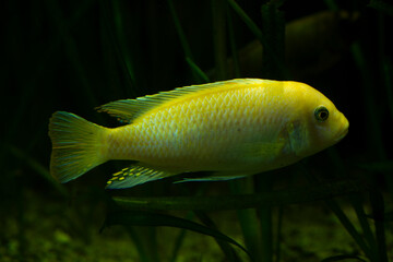 Wall Mural - The Scrapermouth mbuna (Labeotropheus trewavasae).