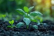 © LifeMedia - This image showcases a small green plant emerging from rich, dark soil, bathed in gentle sunlight, representing new growth, vitality, and the nurturance of nature.