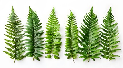 Wall Mural - Vibrant green fern leaves, organized neatly against a stark white backdrop, highlighting the intricate patterns and textures of the foliage.