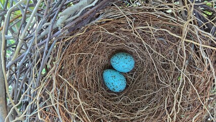 Wall Mural - Close-Up of House Crow (Corvus splendens) Blue Eggs in Nest - Nature and Wildlife Photography