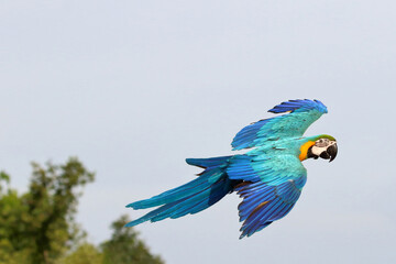 Wall Mural - Beautiful Macaw parrot flying in the forest. Free flying bird