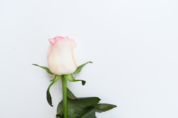 Wall Mural - beautiful pink rose flower isolated on white background, valentine day