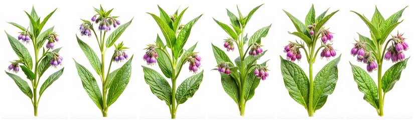 Wall Mural - Symphytum officinale isolated on a white background