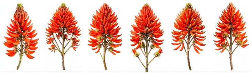 Wall Mural - Erythrina crista-galli isolated on a white background