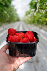 Wall Mural - Dutch glass greenhouse, cultivation of strawberries, rows with growing strawberries plants, new harvest of ripe red sweet strawberries