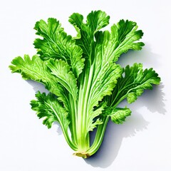 The image shows a bunch of fresh parsley isolated on a white background It highlights the green, leafy herb known for its use as a fresh, organic ingredient in healthy vegetarian dishes