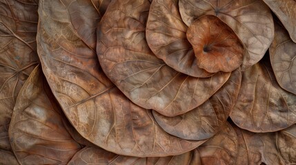 Canvas Print - Closeup of dried fallen leaves