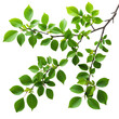 © SuriyaPhoto - Green leaves of a plant or tree on a transparent background.