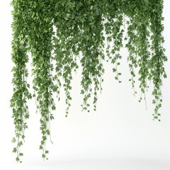 A green tropical creeper border is hanging, isolated on a clear backdrop. Green ivy vine on isolated white transparent background