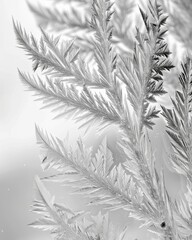Wall Mural - Natures paintbrush delicately creates frost patterns turning ordinary glass into a winter wonderland. Black and white art
