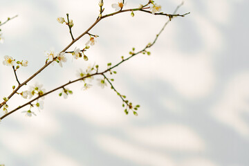 Canvas Print - Blooming spring branches with flowers and its shadow on white background