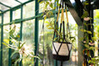 © Wavebreak Media - Hanging plant in macrame holder in greenhouse with natural light and greenery, copy space