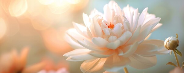 Wall Mural - Soft Pastel Pink Flower with Sunlit Bokeh