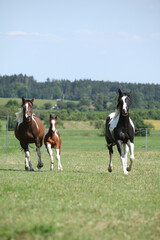 Wall Mural - Three Paint horses running together