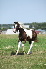 Wall Mural - Nice youg paint horse running