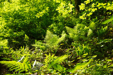 Wall Mural - Green fern leaves in the forest