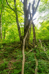 Poster - Green trees in the forest in summer