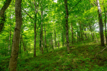 Poster - Green trees in the forest in summer