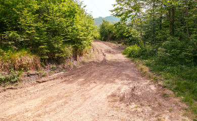 Wall Mural - Dirt road in the forest in nature in summer