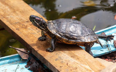 Sticker - Portrait of a turtle in a pond