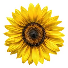 Wall Mural - A detailed view of a sunflower against a white backdrop