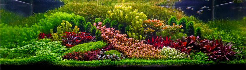 Sticker - Colorful planted aquarium tank. Aquatic plants tank. Dutch inspired aquascaping with colorful aquatic stem plants. Aquarium garden, selective focus