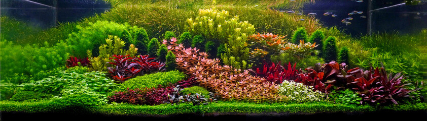 Canvas Print - Colorful planted aquarium tank. Aquatic plants tank. Dutch inspired aquascaping with colorful aquatic stem plants. Aquarium garden, selective focus