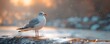 © iVGraphic - Seagull standing on a rock at sunset, soft focus. Tranquil and peaceful nature scenery concept