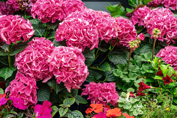 Poster - Blooming pink hydrangea in garden pots