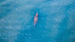 © AmazingAerialAgency - Aerial view of tranquil marine habitat with dugong in clear turquoise water, Point Halloran Conservation Area, Victoria Point, Australia.