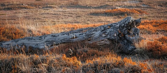 Sticker - Crowberry grass casts a shadow on the cracked fallen dry tree trunk in an inviting scene with copy space image.