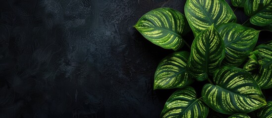 Poster - Plant leaves set against a black backdrop with space for text or images. Copy space image. Place for adding text and design