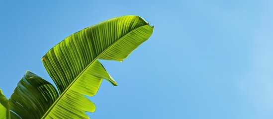 Poster - a green banana leaf set against a clear blue sky, providing ample copy space for text or graphics.